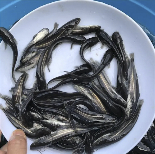 大口鲶鱼苗